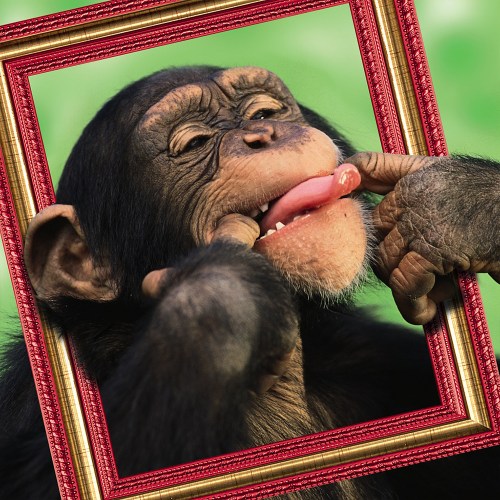 chimpframe
