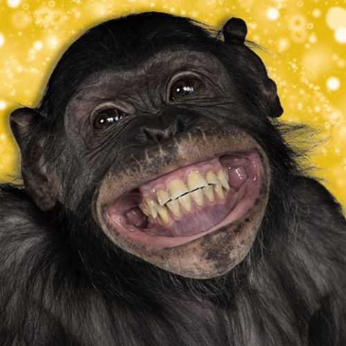 chimpsmile