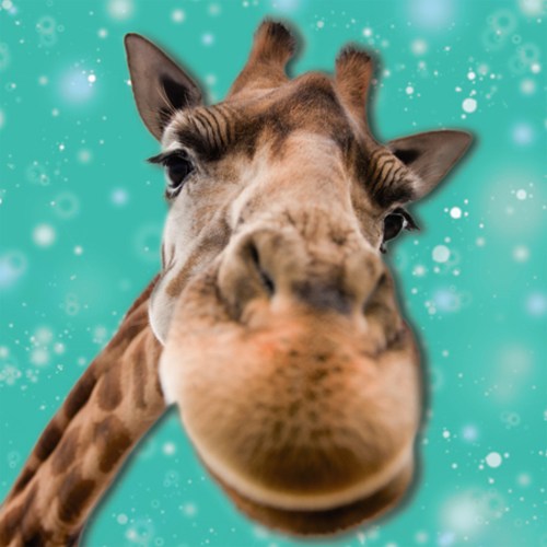 giraffecard